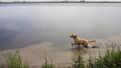 Nearly 4,000 California companies, farms and others are allowed to use free water with little oversight while others in the state have to contend with the drought. Jae C Hong/ AP Photo
