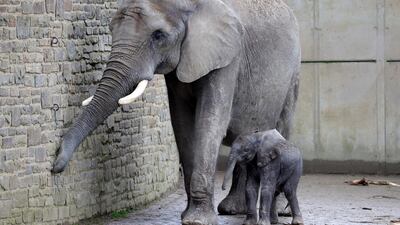 Newly-born elephant boy 'Tsavo' stands with mother 'Sweni' in the elephants' enclosure in the Wuppertal Zoo, in Wuppertal, Germany. EPA