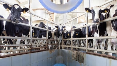 Dubai Investments plans to expand its farm capacity at Marmum Dairy Farm, above. Jaime Puebla / The National