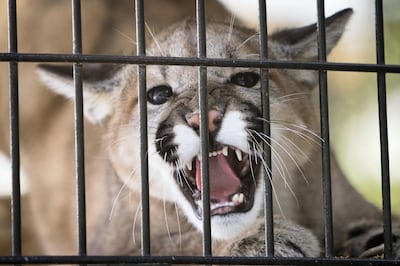 A young cougar shows its teeth at a zoo in the US. Carl D Walsh / Portland Press Herald via Getty Images