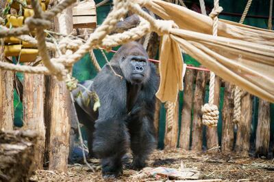 A western lowland gorilla named Kiburi made his debut at London Zoo on Wednesday. ZSL London Zoo