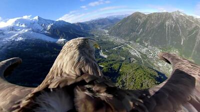 A nine-year-old white-tailed eagle equipped with a camera flies over glaciers and mountains in Chamonix, France. Reuters