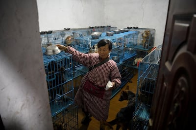 Wen Junhong walking inside a room full of cages containing rescued dogs at her home shared with rescued animals. AFP Photo