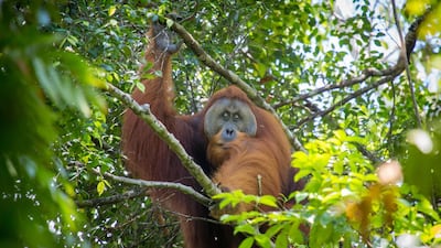 'Our Planet' on Netflix is among the many popular wildlife documentaries viewers can stream in the UAE. Courtesy Netflix