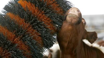 A Norwegian Red Cow enjoys a rub at a luxury farm in the village of Kozarac, Bosnia, set up recently by farmer Jusuf Arifagic. Amel Emric / AP Photo / April 15, 2014