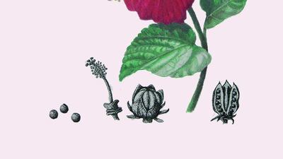 Kathleen Konicek-Moran for The National.