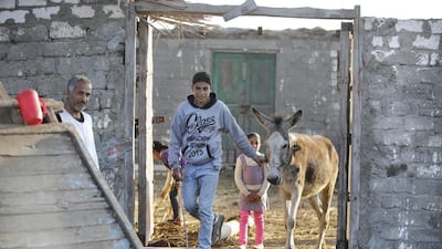 Ahmed Ayman, 14, leads his donkey to her daily training exercises in the Nile Delta village of Al Arid, about 150 kilometres north of Cairo, Egypt. All photos by Amr Nabil / AP Photo