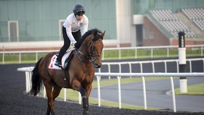 Hong Kong Derby winner Akeed Mofeed canters around the Meydan Racecourse on Thursday. Martin Dokoupil / Reuters