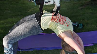 Julia Shorter takes a photo of her sister Elizabeth Shorter as she strikes a pose with a goat standing on her at Great Rock Farm in Georgetown, Massachusetts. Jim Davis / The Boston Globe via Getty Images