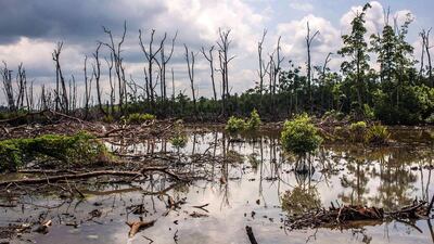 Swamp lands on the abandoned Nigerian Maritime University construction site. Stefan Heunis/AFP