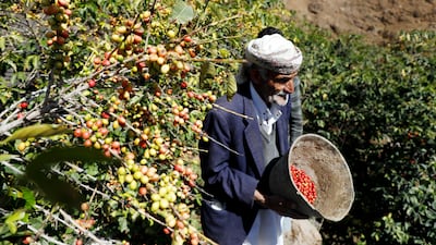A farmer from Yemen's mountainous village of Haraaz reaps coffee beans from his farm during the harvest. Getty Images