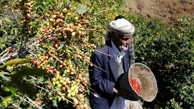 A farmer from Yemen's mountainous village of Haraaz reaps coffee beans from his farm during the harvest. Getty Images