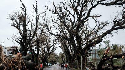 Trees aree damaged by strong cyclone that hit Beira, Mozambique. AFP