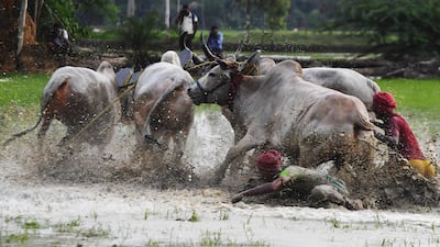 Indian farmers fall on the ground after failing to control the bulls. Dibyangshu Sarkar / AFP