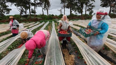Farmhands harvest strawberries at a field in Korba, Tunisia. EPA