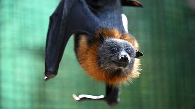 A hand-reared flying-fox in the soft release enclosure at Yarra Bend Park in Melbourne, Australia. EPA