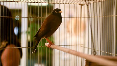 Mr Chatel, whose tenure in the UAE has come to an end, said the myna — a type of bird renowned for its mimicry skills — has become a mascot of the embassy and even learnt to say ‘bonjour!'