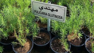 Pulicaria glutinosa. Shrub (low). Indigenous to the Middle East. Courtesy of Melanie Hunt