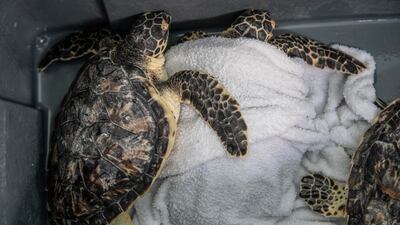 Most turtles are in recovery for three to six months, then released when the weather is good. Antonie Robertson / The National