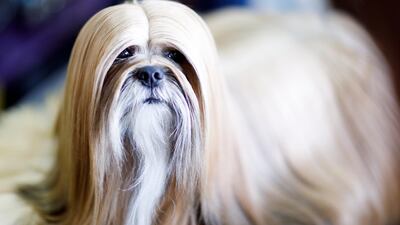 A Lhasa Apso named Eric. Photo: EPA