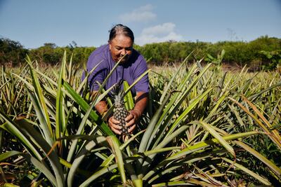 Pineapple farming will be just one part of the conservation activities that participants in the Airbnb Bahamas Sabbatical will learn. Courtesy Airbnb