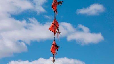 A helicopter transports three mule deer to a field clinic where the Division of Wildlife Resources will check their condition at Hardware Ranch near Hyrum Utah. AFP
