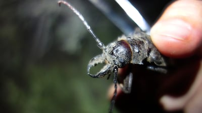 Dr Tan and her colleague, Dr Brigitte Howarth, are concluding a five-month study on the longhorn beetle. It marks the first time scientists have systematically tracked the movement and ecology of the beetles on a weekly basis. Delores Johnson / The National