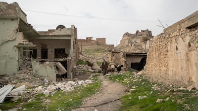 Shepherd going down the hill in the destroyed city of Sinjar north of Iraq. Haider Husseini for The National
