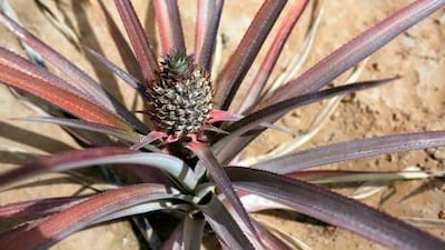 Pineapples (above), papayas and passion fruit grow at the Abu Dhabi Organic Farm. Its other crops include citrus fruit, mulberries, strawberries and figs.