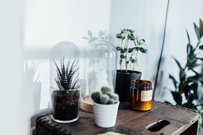 Burning scented candles and adding foliage to your surroundings can boost mental well-being, say experts. Getty Images