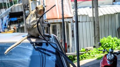 The ancient Thai city is overrun by monkeys super-charged on junk food, whose population is growing out of control. AFP