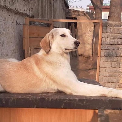 A dog relaxes at the Kabul Small Animal Rescue centre. Courtesy Kabul Small Animal Rescue