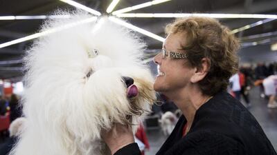 Lizie van Heel cuddles her Old English Sheepdog as they prepare for a contest at the “Hund & Katz” pets fair on May 9, 2014 in Dortmund, western Germany. Marcus Simaitis / AFP PHOTO
