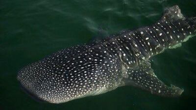 A shark whale spotted in the Al Bateen Marina, where some believe it was sheltering from a storm. Delores Johnson / The National