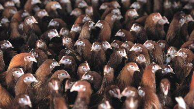 Chickens in Leicestershire and Gloucestershire are contending with new outbreaks of bird flu. Getty