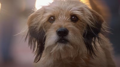 In the latest film, Benji befriends two children and does all he can to protect them. Courtesy Netflix