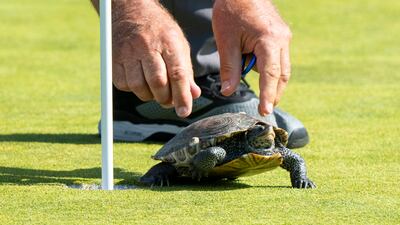A turtle is removed by staff on the 11th green during the ShopRite LPGA Classic golf tournament in Galloway, New Jersey. AP