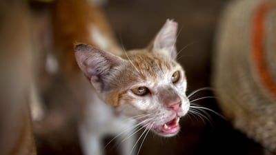 Living on the streets can be difficult for cats if the aren't properly cared for. Silvia Razgova / The National