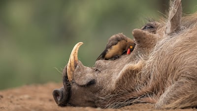 Tamas Aranyossy from Hungary won the silver in the Behaviour - Birds category. He took a picture of a red-billed Oxpecker in Zimanga, South Africa