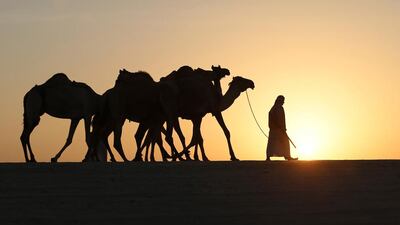 Researchers say camels were domesticated at the end of the second millennium or the start of the first millennium BC. Karim Sahib / AFP