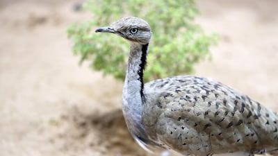 Houbara bustards are a vulnerable species. Pawan Singh / The National