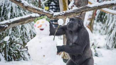 Mjukuu the gorilla snacks on a snowman's broccoli hair at London Zoo. PA