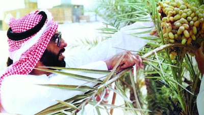 Sheikh Zayed inspecting dates ripening on a palm tree