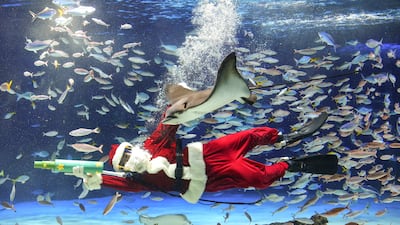 Risa Tanaka, a feeding diver, wears a Santa Claus costume while practising for a special Christmas feeding performance (December 22-25) at the Sunshine Aquarium in Tokyo, Japan. EPA