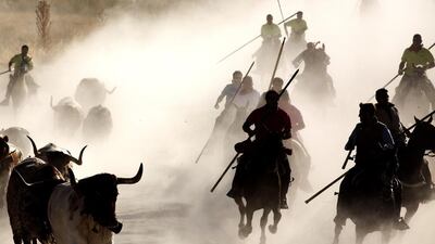Riders are pictured alongside a herd of fighting bulls as they come down an incline towards the entrance to the town during the second 'encierro,' or bull run, in the Fiesta de Cuellar, in Castilla y Leon, Spain. The fiesta in Cuella is recognised as one of the oldest in Spain, dating back to 1499. Jim Hollander / EPA