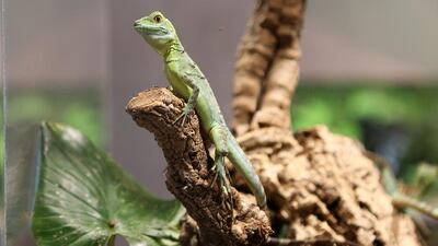 Lizard inside the Indoor Green Planet Dubai at the City Walk area in Dubai.
