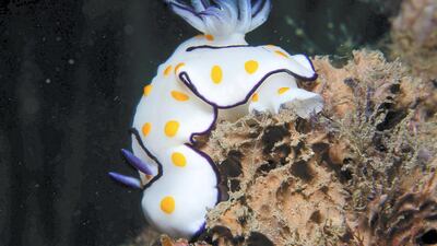 Goniobranchus annulata would likely be the first nudibranch UAE divers will see underwater. Courtesy Dragan Petkovic
