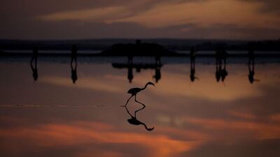 A flamingo chick on the Fuente de Piedra lake, 70 kilometres from Malaga, during a tagging and control operation of flamingo chicks to monitor the evolution of the species. Jorge Guerrero / AFP