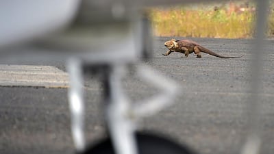 An iguana scurries at the landing strip of Seymour airport. Rodrigo Buendia / AFP