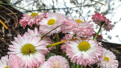 Green areas and flower beds welcome visitors at the entrance and upper level. Victor Besa / The National